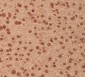 Anti-MEK3 MAP2K3 Rabbit Monoclonal Antibody